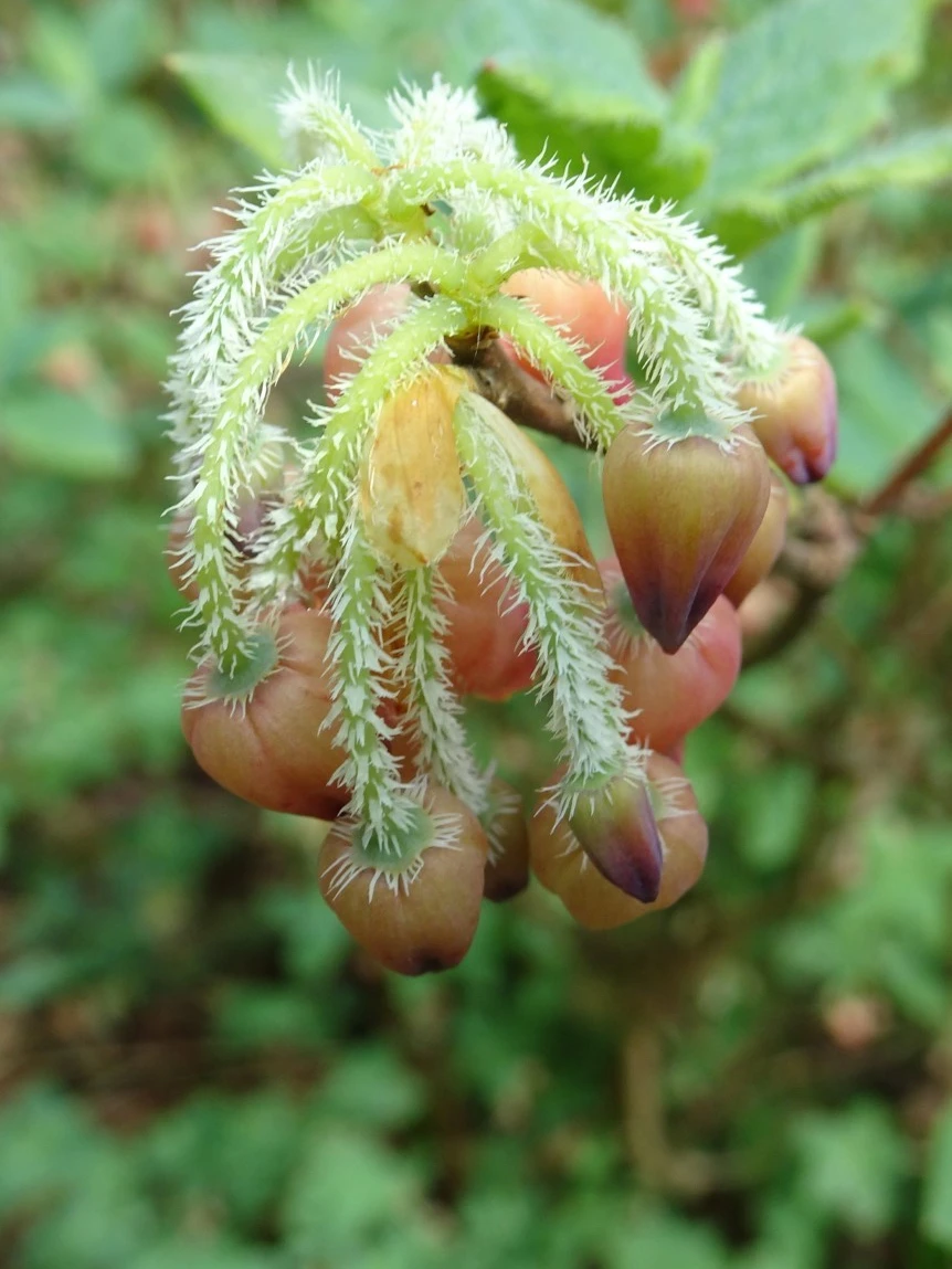 'Spring Morning' (formerly Menziesia)